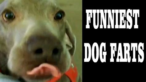 Over 1,000,000 Photos. . Dog fartcom